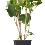 Rote Johannisbeere Ribes rubrum 'Jonkheer van Tets'