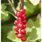 Rote Ribisel 'Jonkheer van Tets' Ribes rubrum