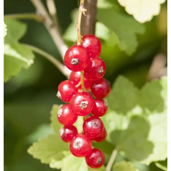 Ribes rubrum 'Jonkheer van Tets'