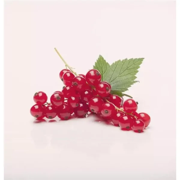 Ribes rubrum 'Rovada'