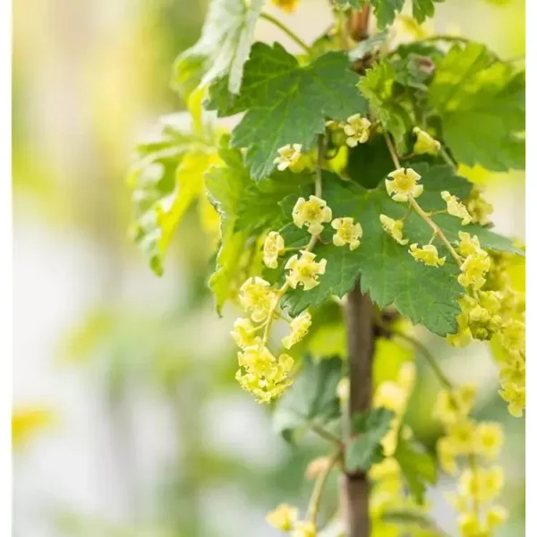 Ribes rubrum 'Stanza'