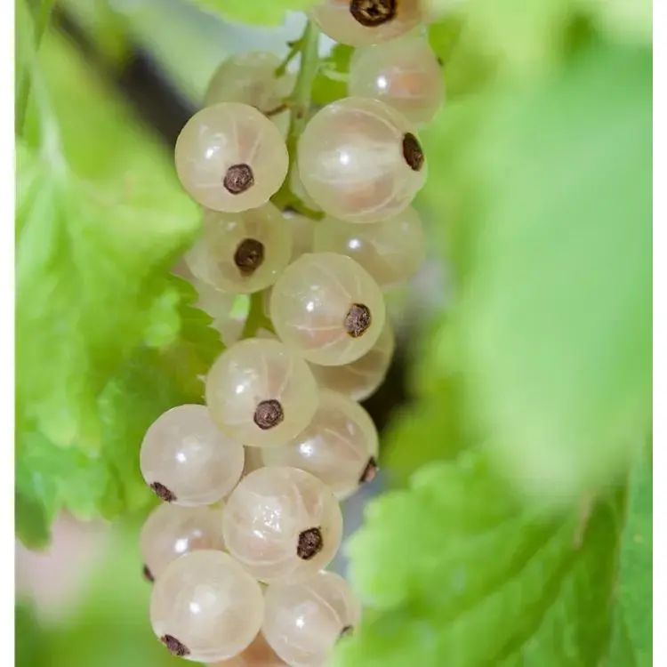 Ribes sativum 'Weiße Versailler' 1 Ribes sativum 'Weiße Versailler'