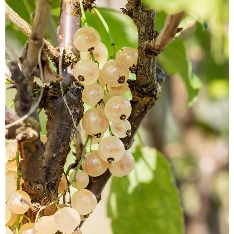 Ribes sativum 'Weiße Versailler' 3 Ribes sativum 'Weiße Versailler' – Bild 3