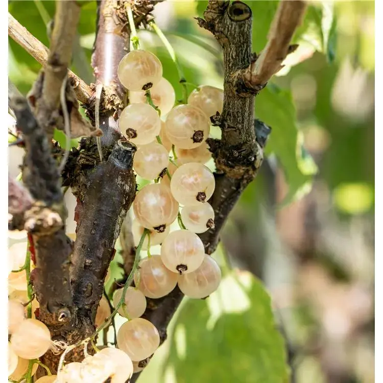 Ribes sativum 'Weiße Versailler' 5 Ribes sativum 'Weiße Versailler' – Bild 5