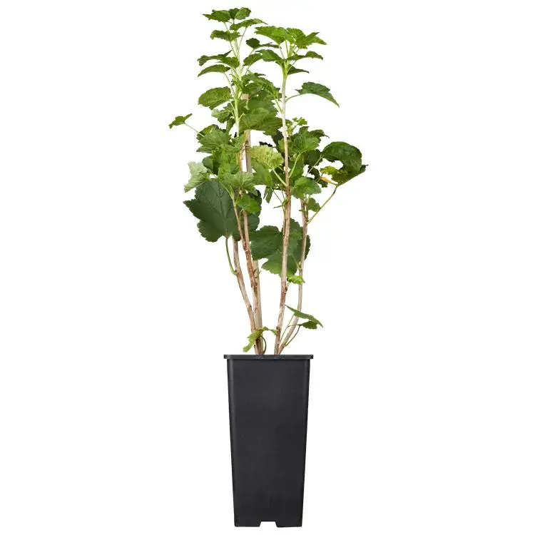 Ribes sativum 'Weiße Versailler' 7 Ribes sativum 'Weiße Versailler' – Bild 7