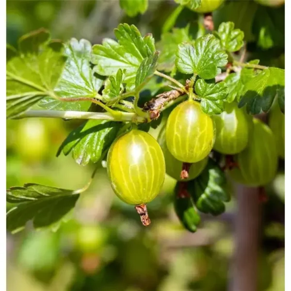 Ribes uva-crispa 'Hinnonmäki gelb'