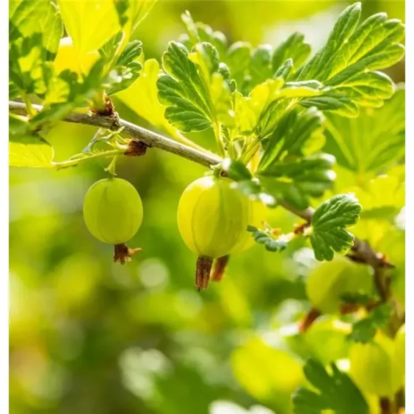 Ribes uva-crispa 'Hinnonmäki grün'