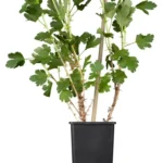 Stachelbeeren-Strauch 'Hinnonmäki rot' Ribes uva-crispa