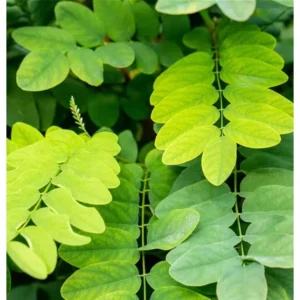 Goldakazie Robinia pseudoacacia 'Frisa'