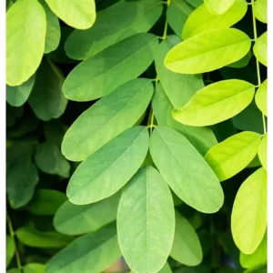 Kugel-Robinie Robinia pseudoacacia 'Umbraculifera'