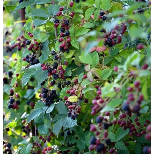 Rubus fruticosus 'Loch Ness' -S-