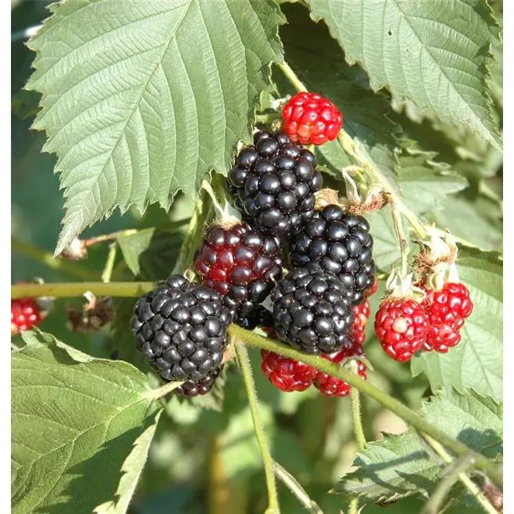 Brombeeren Rubus fruticosus 'Navaho' -R- 2 Brombeeren Rubus fruticosus 'Navaho' -R- – Bild 2