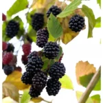 Brombeeren Rubus fruticosus 'Navaho' -R-