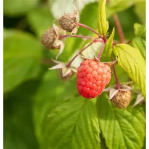 Rubus idaeus 'Autumn Bliss' -S-