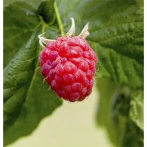 Himbeere Rubus idaeus 'Malling Promise'