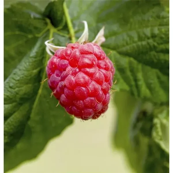 Rubus idaeus 'Malling Promise'