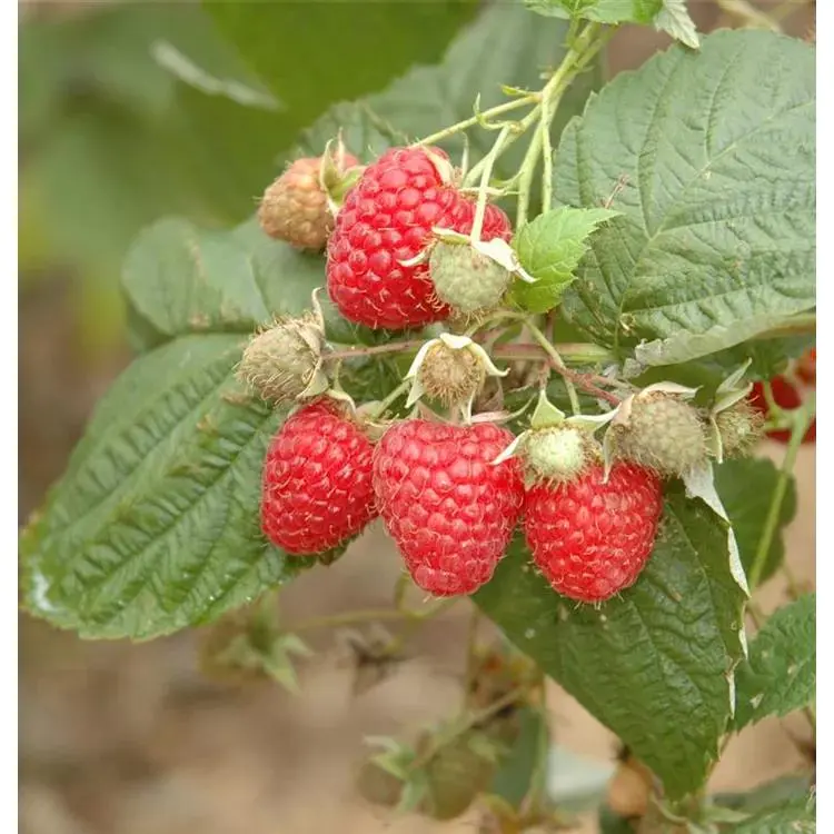 Rubus idaeus 'Pokusa' -S- 2 Rubus idaeus 'Pokusa' -S- – Bild 2