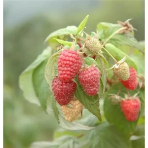 Himbeere Rubus idaeus 'Schönemann'