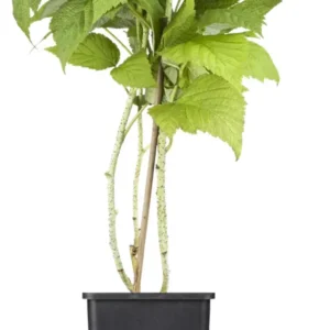 Himbeere Rubus idaeus 'Sugana' -S- TWOTIMER -R-