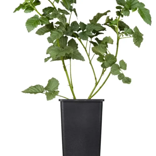 Rubus x 'Buckingham Tayberry' -R-