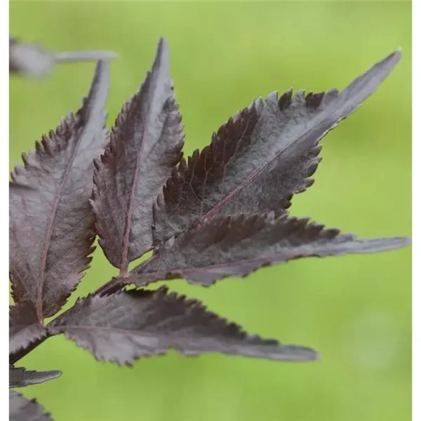 Sambucus nigra 'Black Beauty' -R-