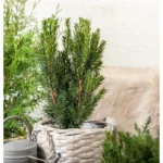 Heckeneibe 'Hillii' Taxus media