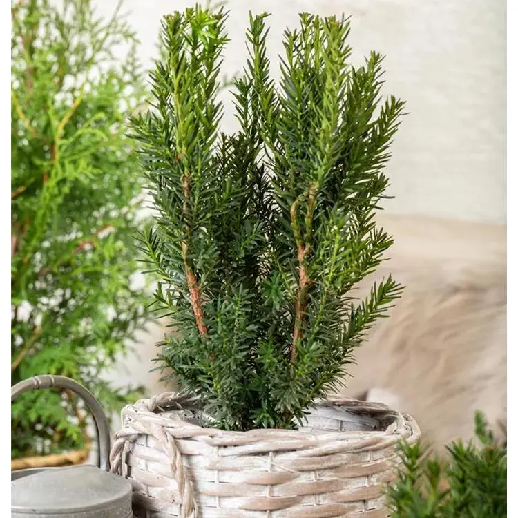 Taxus media 'Hillii' Heckeneibe 4 Taxus media 'Hillii' Heckeneibe – Bild 4