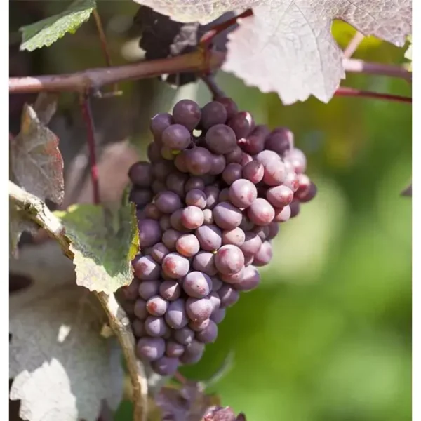 Vitis 'Datteltraube' -R-