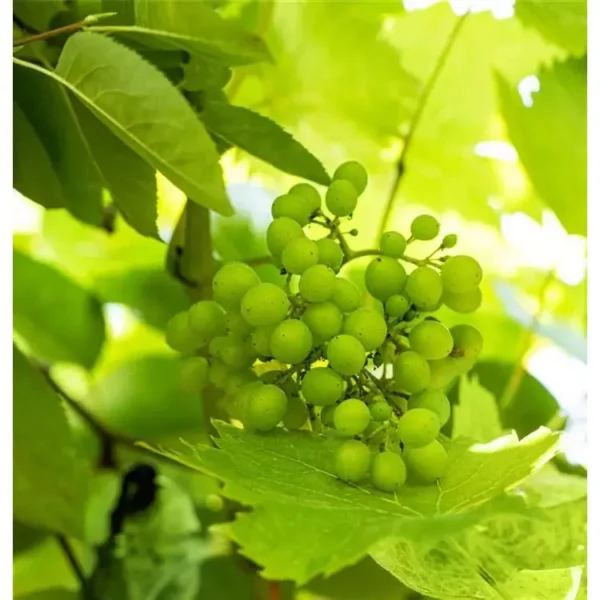 Vitis 'Picurka' -S-