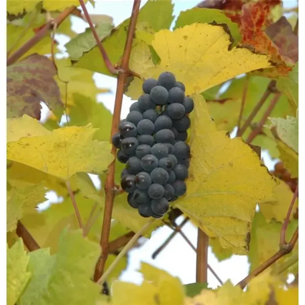 Vitis 'Rhea' -R-