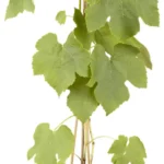 Vitis 'Vanessa' -R-