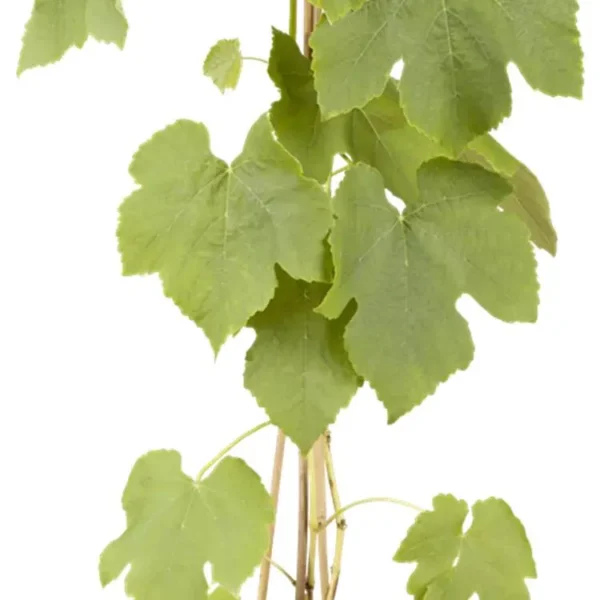 Vitis 'Vanessa' -R-