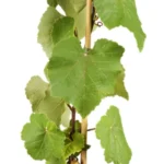 Vitis vinifera 'Uhudler Isabella' Isabella-Traube