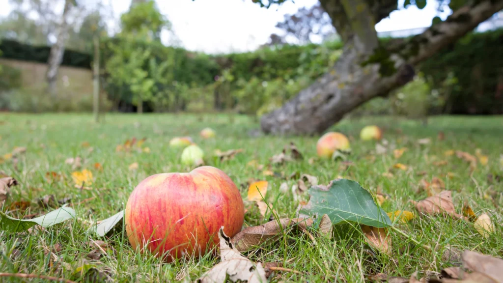 Apfelbaum gute Nachbarn mit fallenden Äpfeln im herbstlichen Garten auf Wiese mit Laub