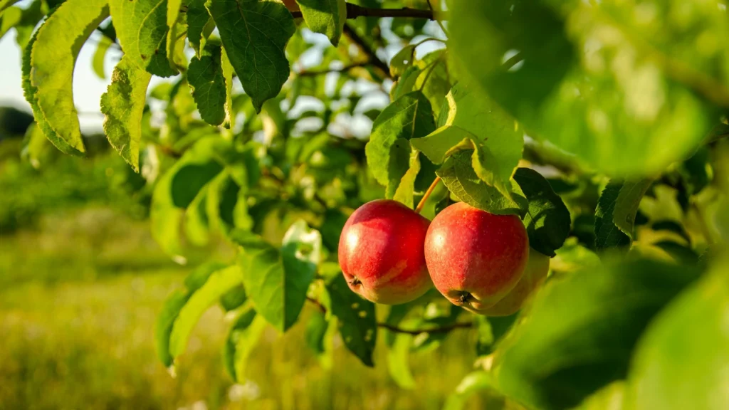 Apfelbaum gute Nachbarn mit reifen roten Äpfeln in sonniger Baumkrone im Sommergarten