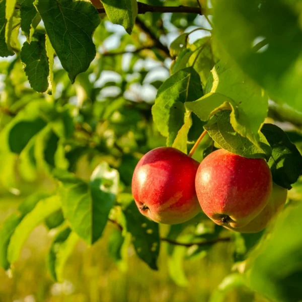Obstbäume