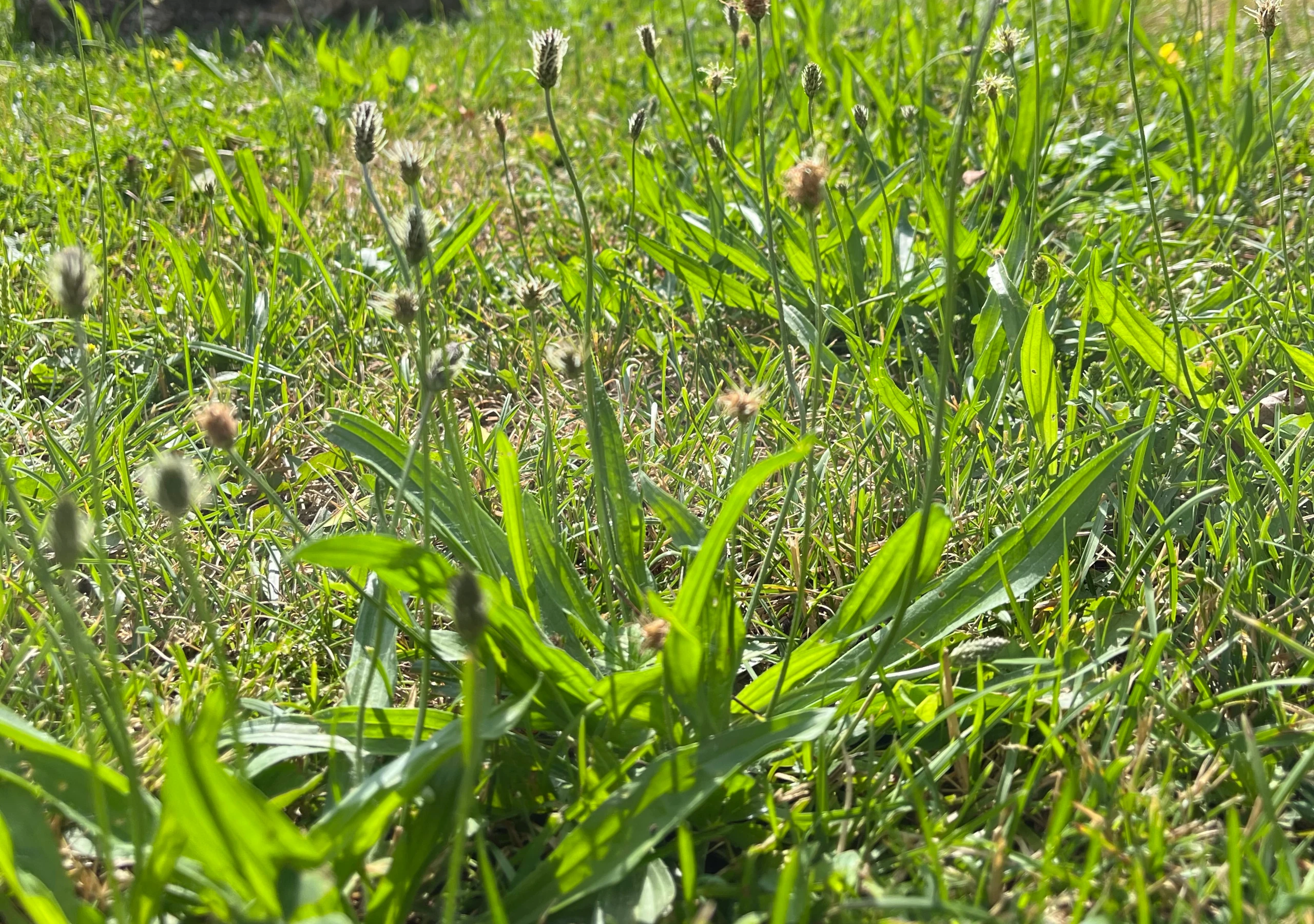 Hausmittel gegen Gelsen: Spitzwegerich wächst in einer grünen Sommerwiese bei goldenem Licht