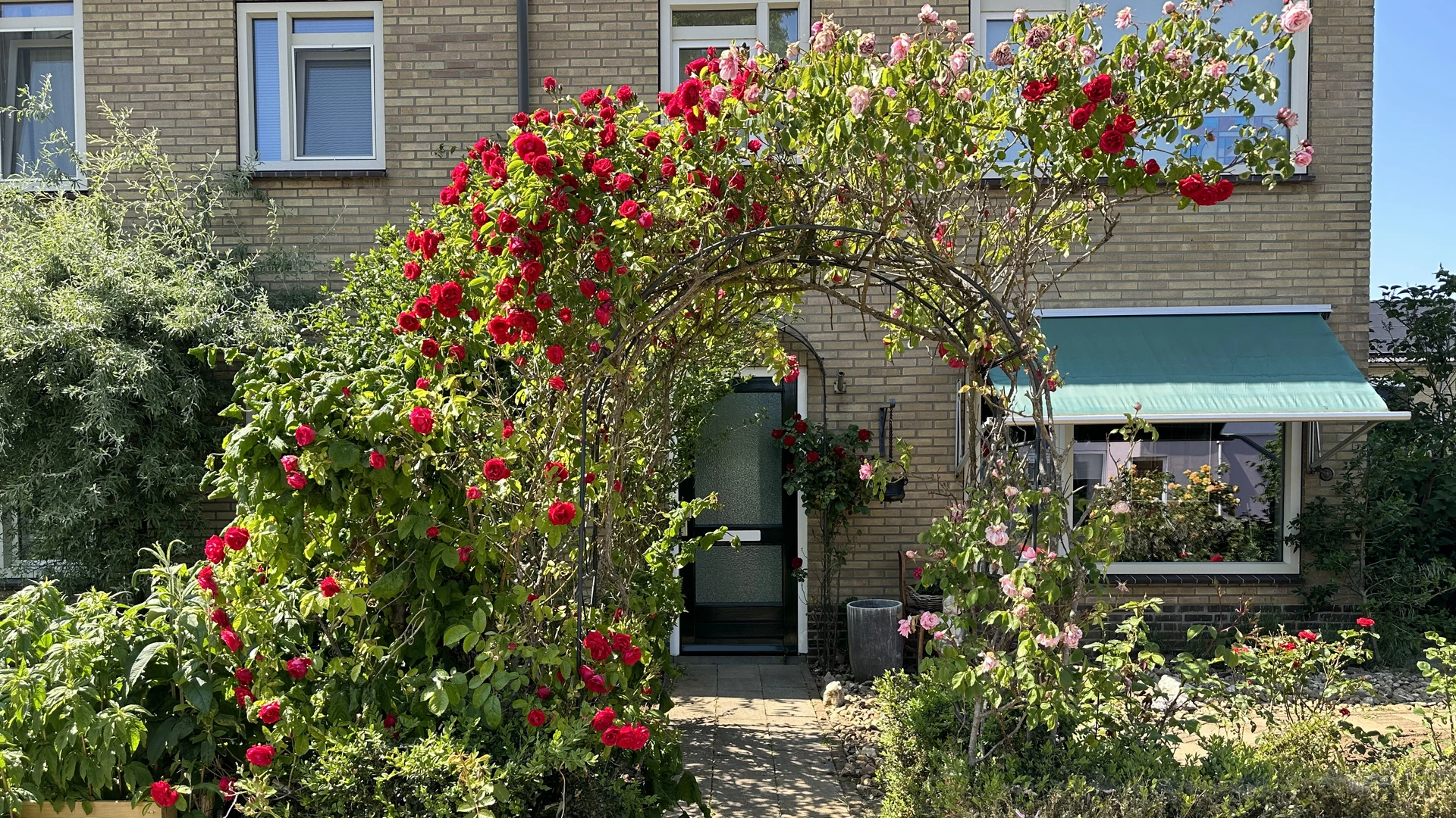 Kletterrosen schneiden - So klappt der Rückschnitt im Frühjahr & Sommer 1 Kletterrosen schneiden am Rosenbogen – kräftig blühende Kletterrosen über einem Hauseingang