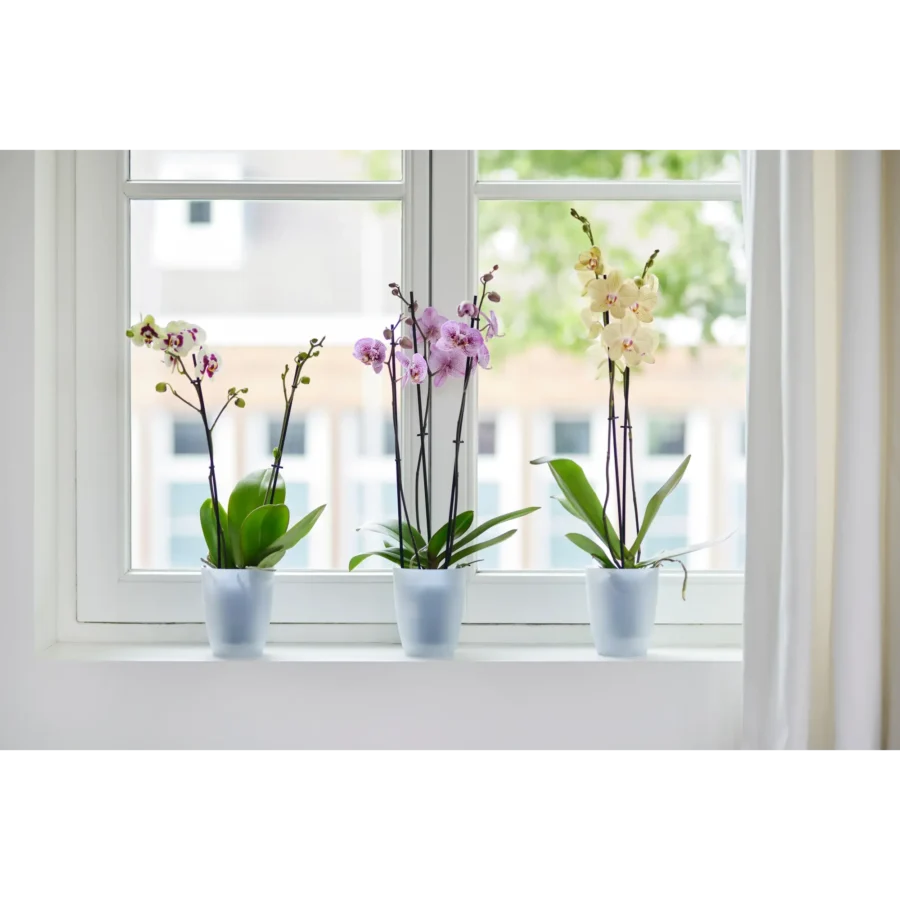 Blumentopf Brussels Orchidee Hoch – Bild 9
