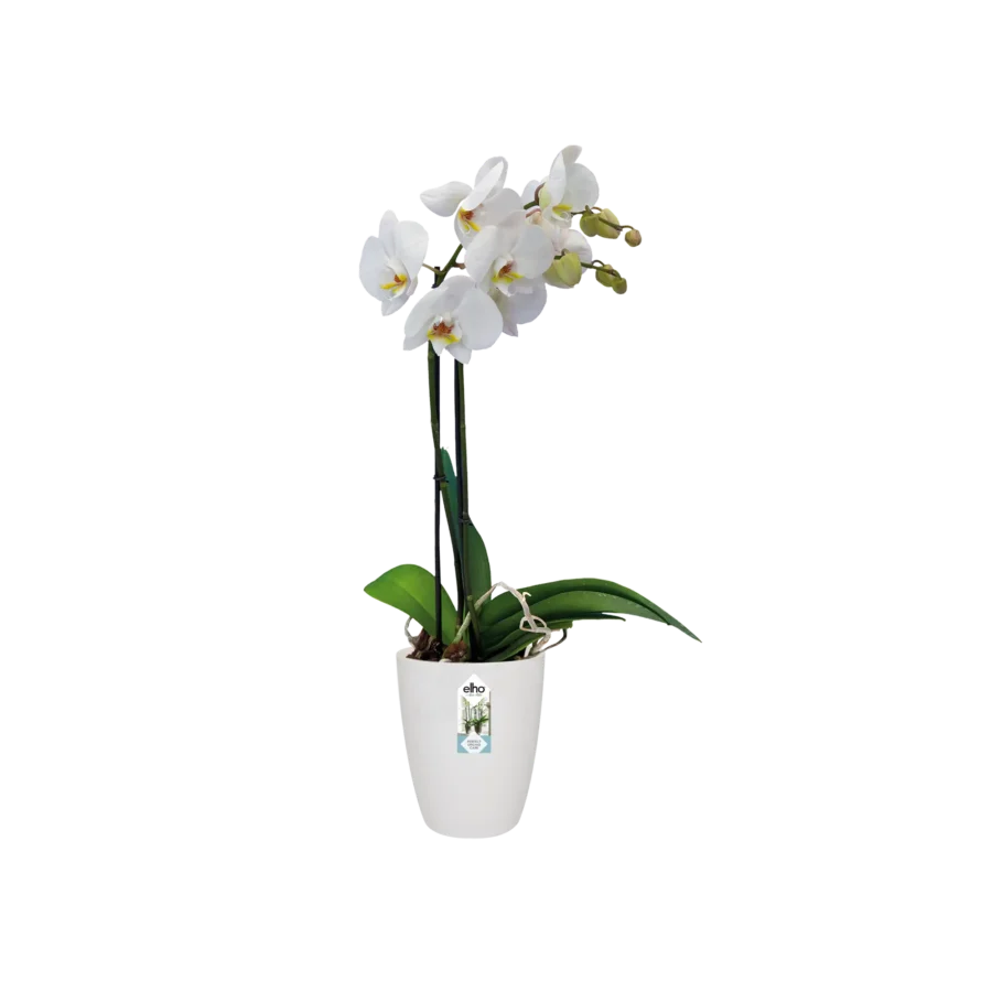 Blumentopf Brussels Orchidee Hoch – Bild 6