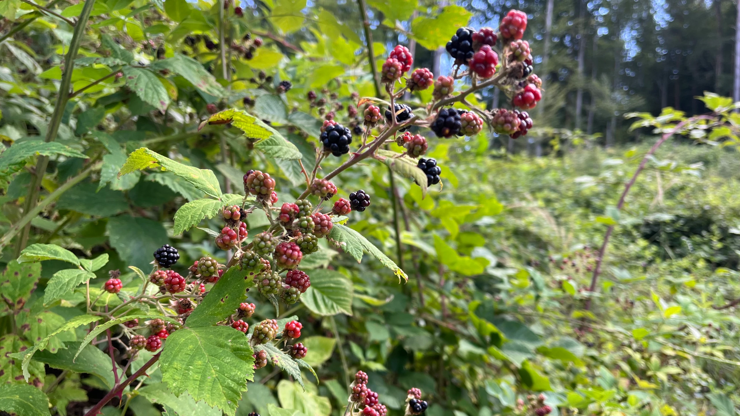 Brombeeren gute Nachbarn – Reifende Brombeerranken in der Natur mit grünen und roten Beeren