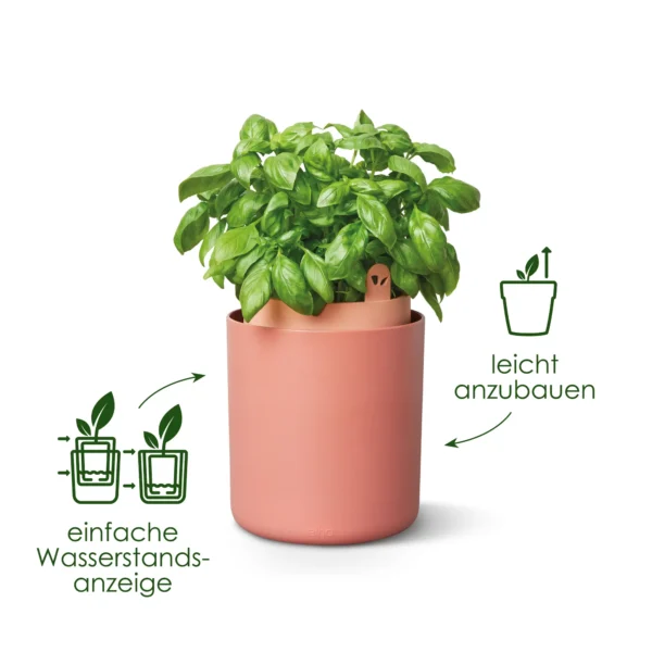 Basilikum-Topf Bouncy Basil