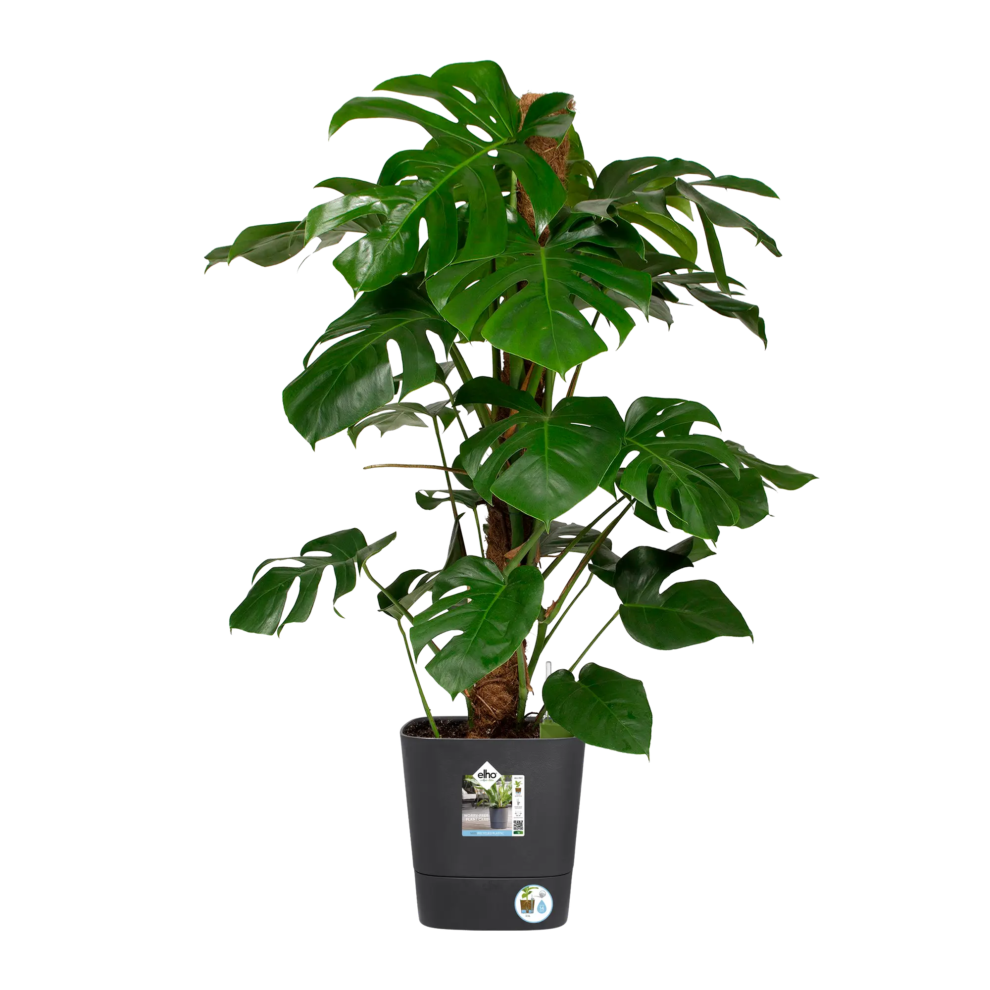 Blumentopf Greensense Aqua Care Quadrat 7 Blumentopf Greensense Aqua Care Quadrat – Bild 7