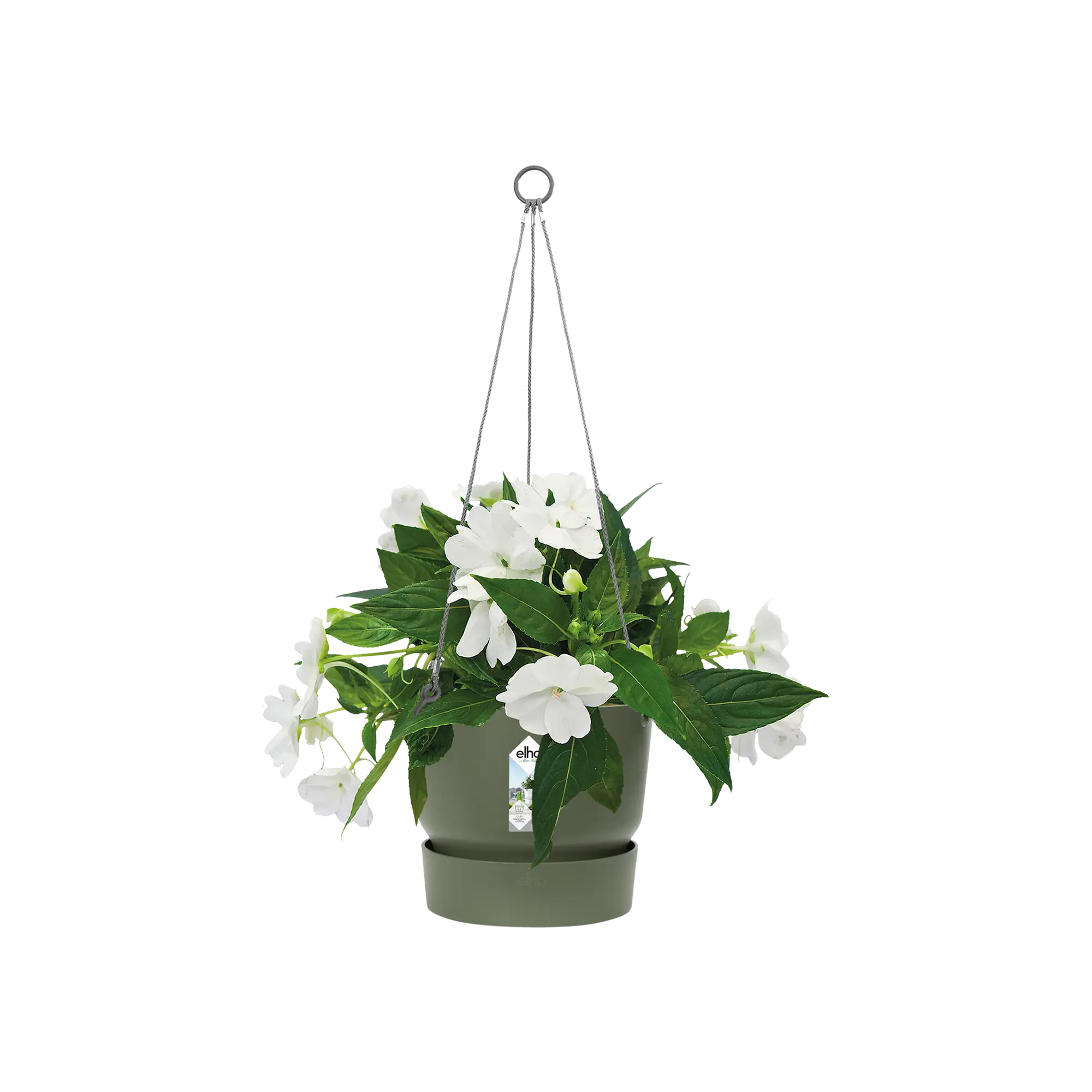 Greenville Hängeampel 1 Greenville Hängeampel