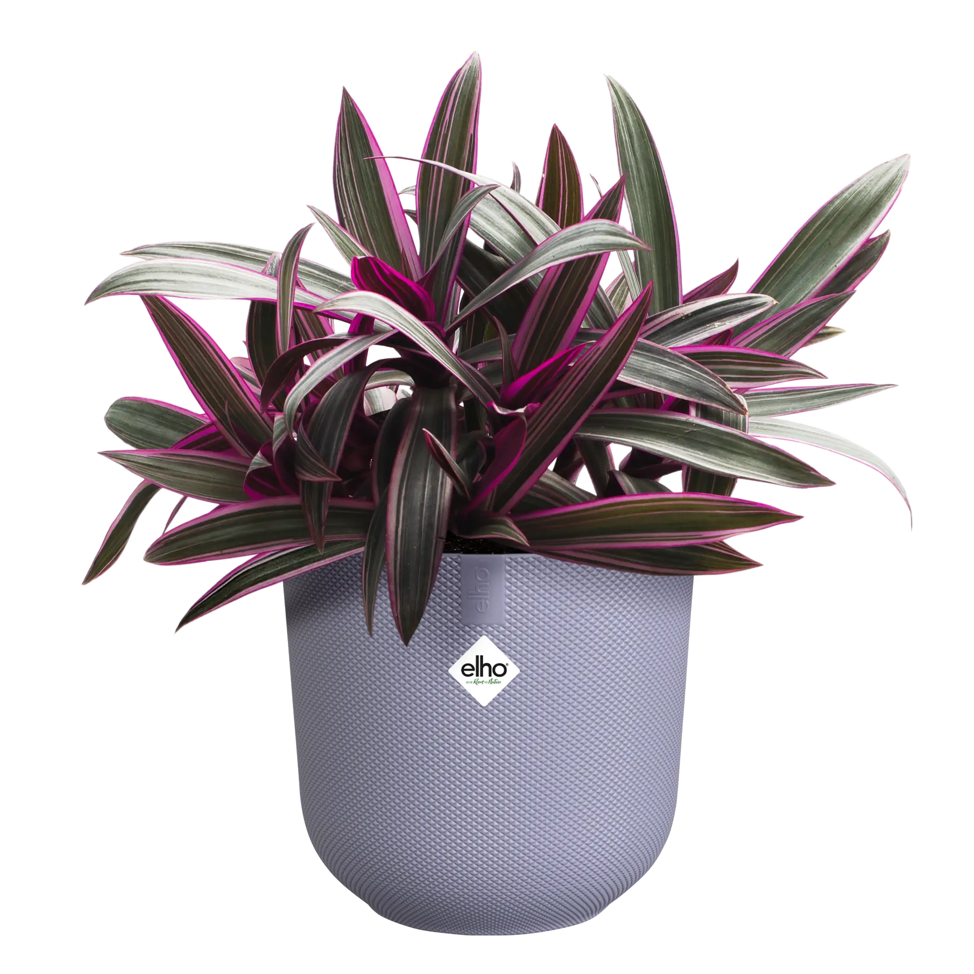 Blumentopf Jazz Rund 19 Blumentopf Jazz Rund – Bild 19