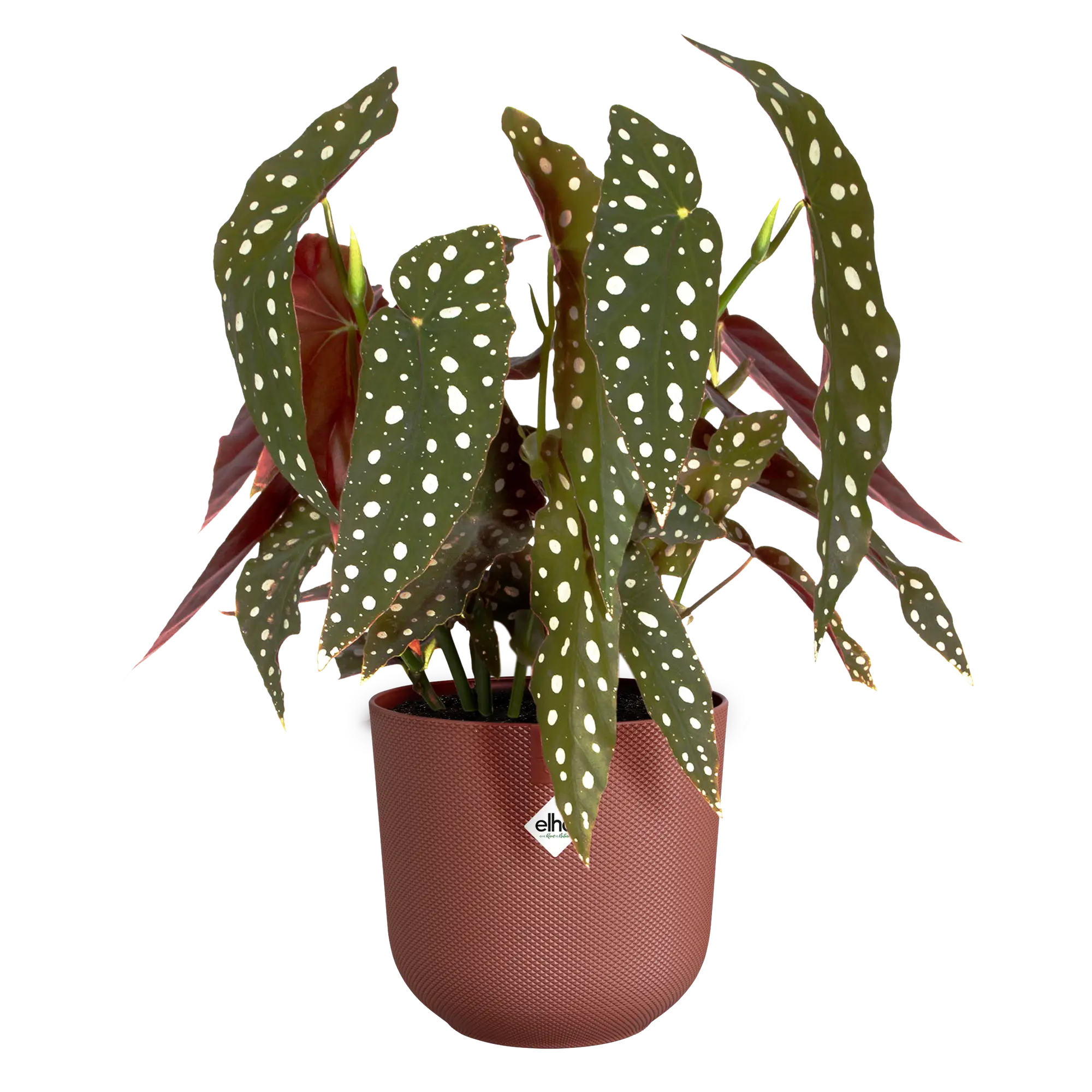 Blumentopf Jazz Rund 13 Blumentopf Jazz Rund – Bild 13