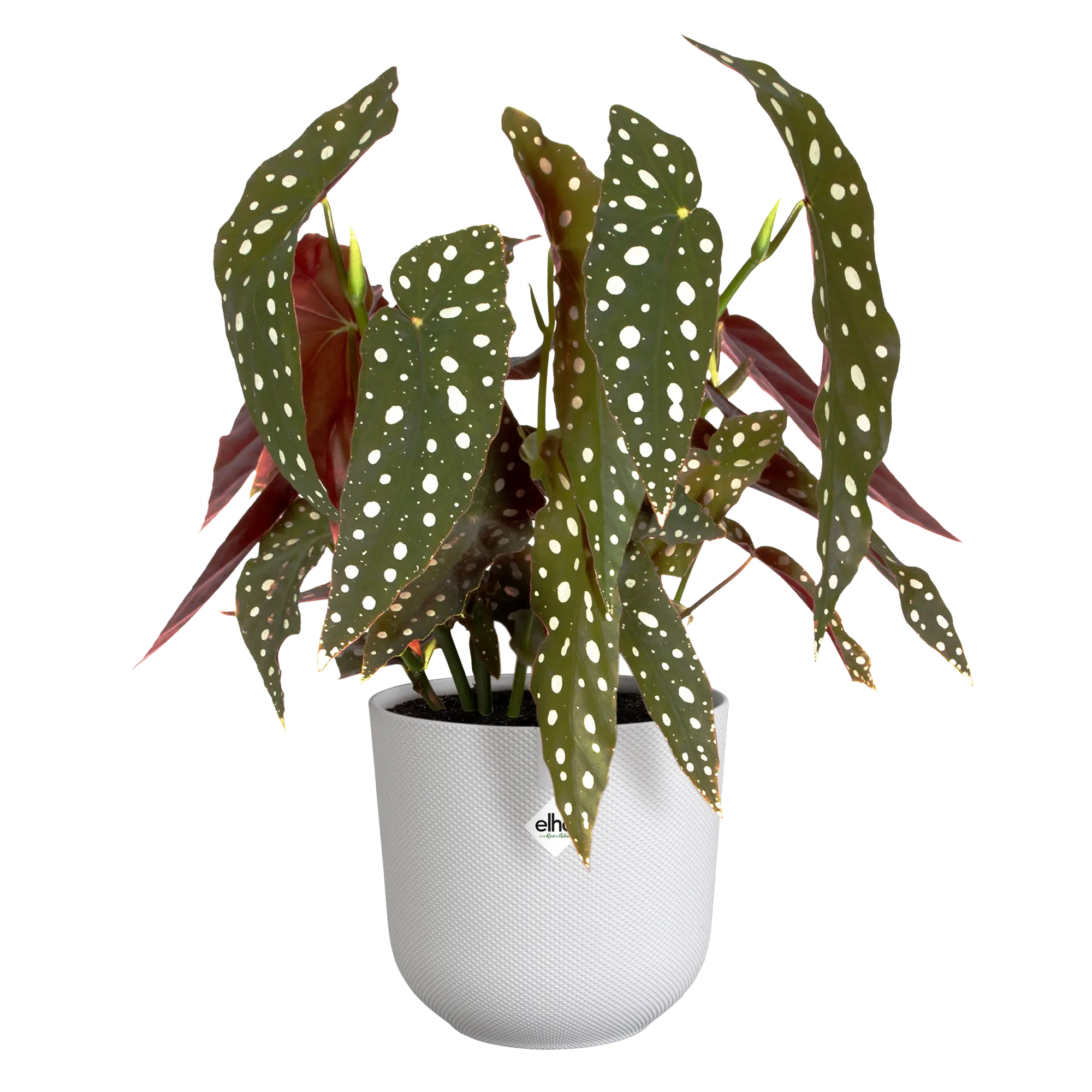 Blumentopf Jazz Rund 9 Blumentopf Jazz Rund – Bild 9