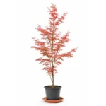 Japanischer Ahornbaum Acer palmatum 'Seiun Kaku'