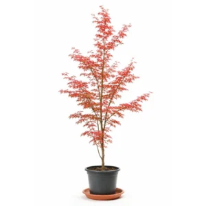 Japanischer Ahornbaum Acer palmatum 'Seiun Kaku'