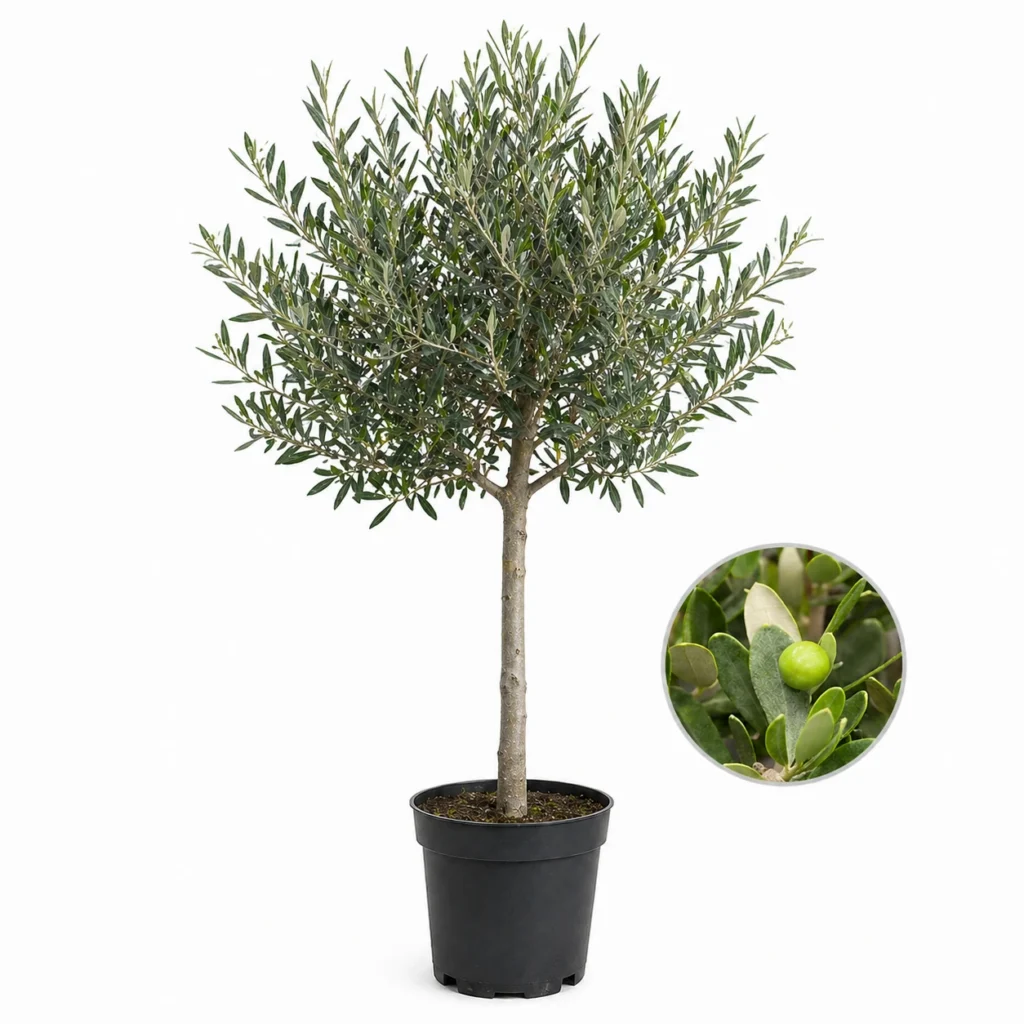 Olivenbaum Olea europaea 'Leccino'